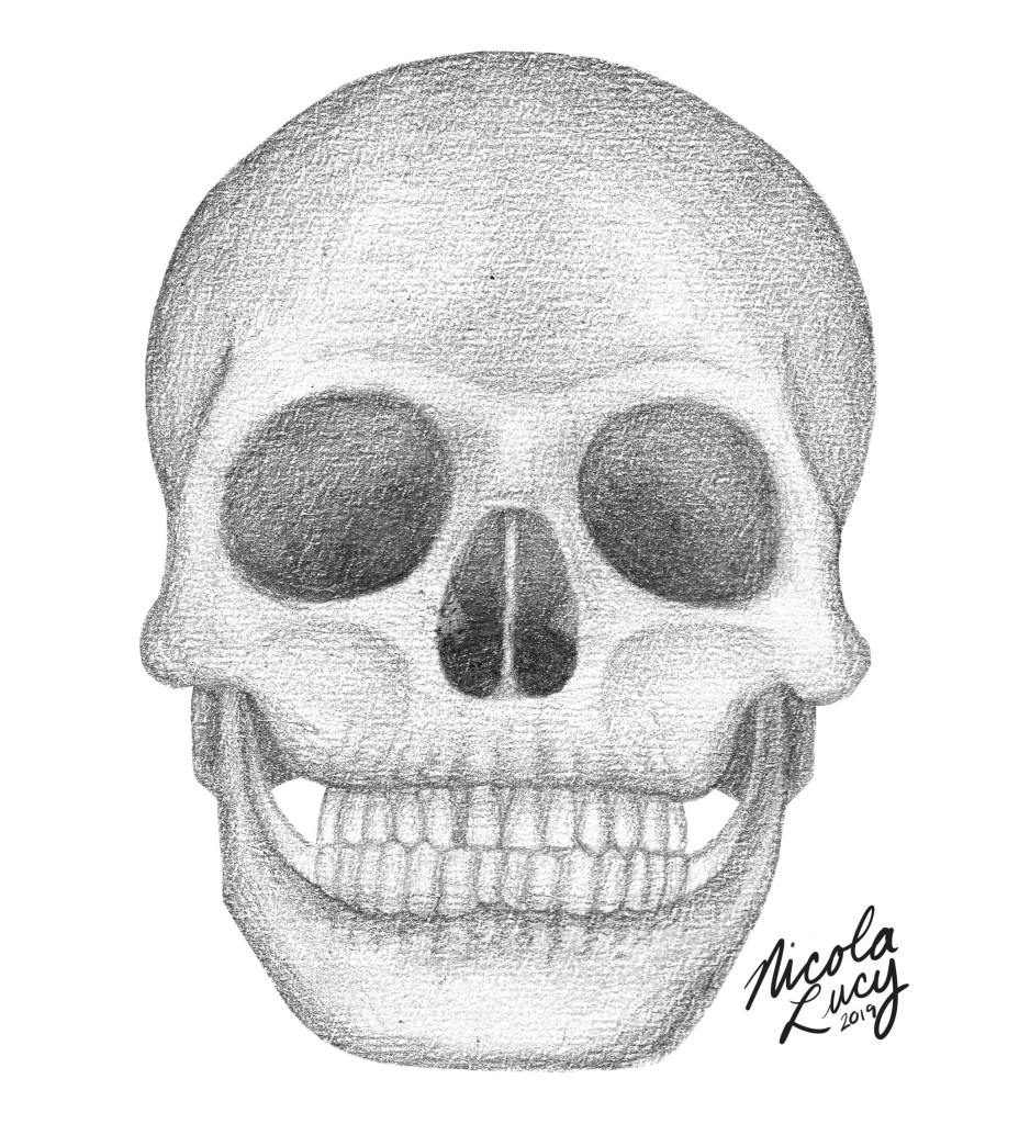 Pencil sketch of a human skull.